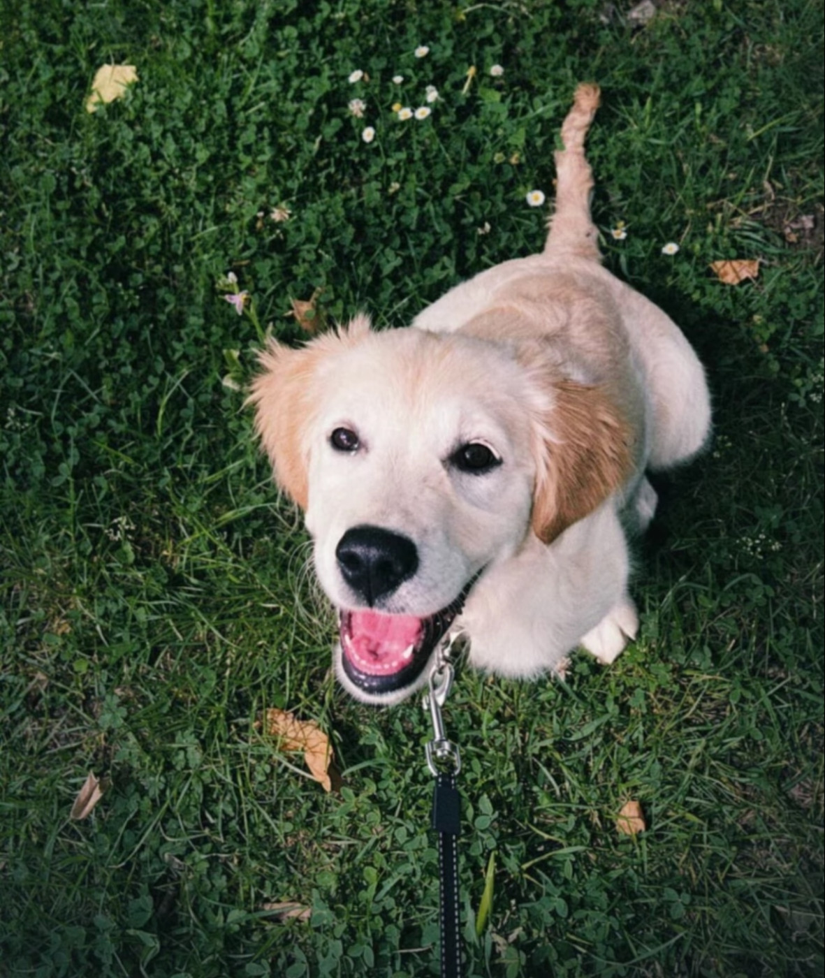 Clement Pelissier - Golden Retriever - Portée née le 19/01/2026