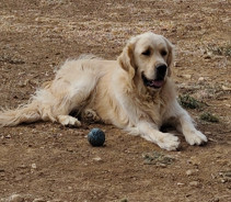 Clement Pelissier - Golden Retriever - Portée née le 05/03/2024