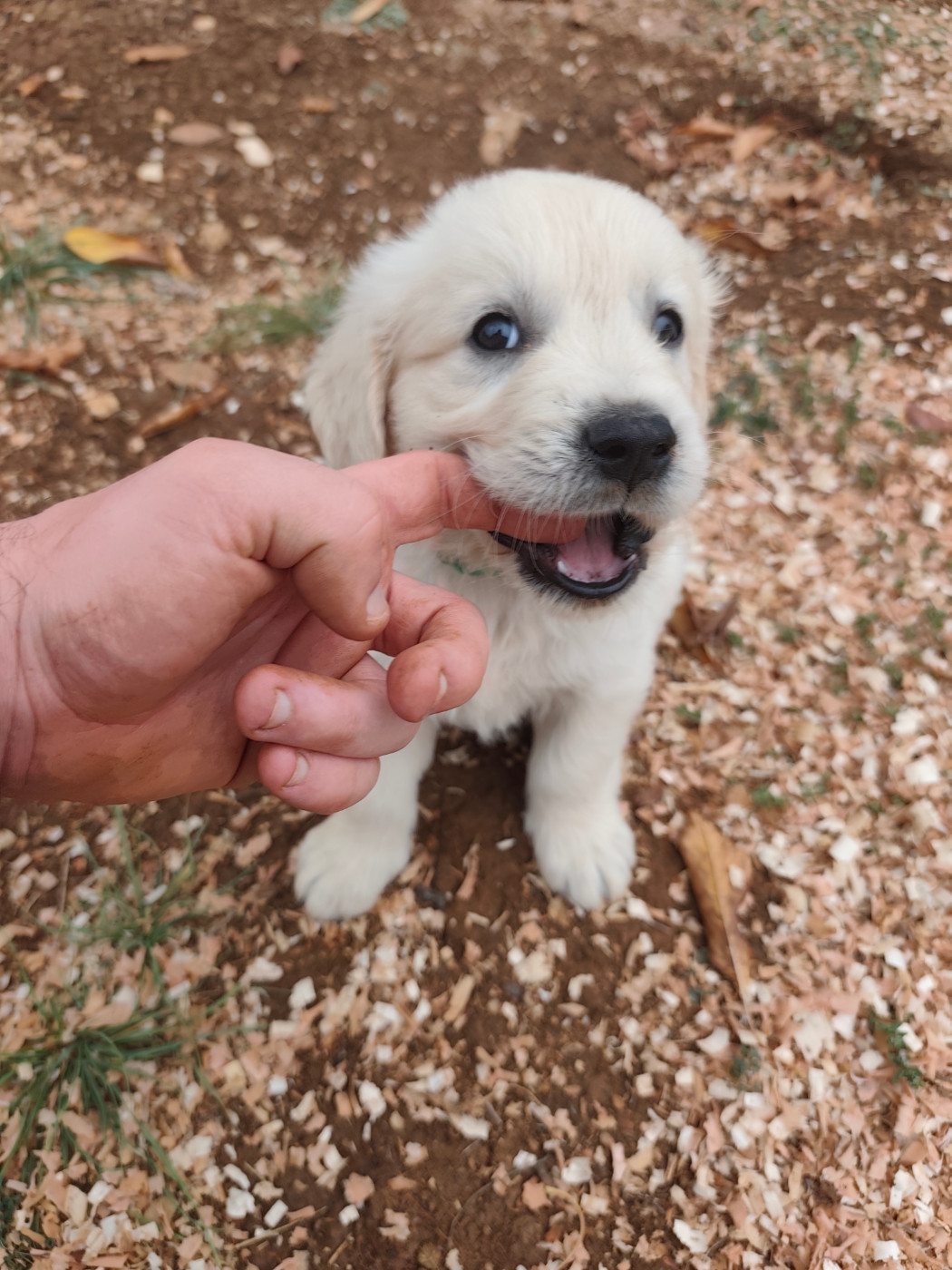 Clement Pelissier - Golden Retriever - Portée née le 17/08/2026