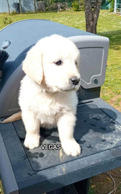 Vegas